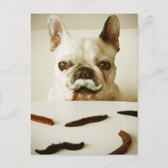French Bulldog With A Moustache Postcard (Front)