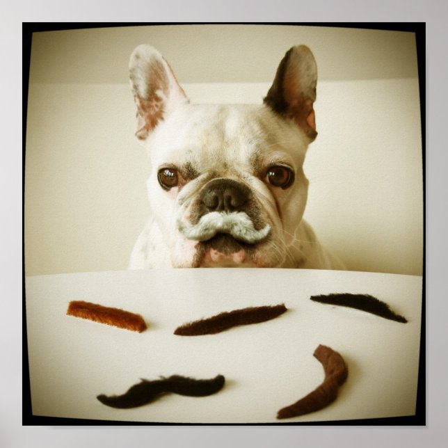 French Bulldog With A Moustache Poster (Front)