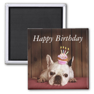 French Bulldog With Birthday Cupcake Magnet