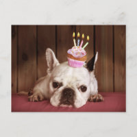 French Bulldog With Birthday Cupcake