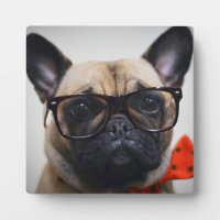 French Bulldog With Glasses And Bow Tie