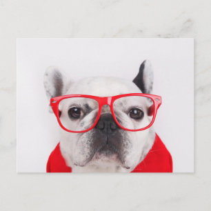 French Bulldog with Glasses and Shirt Postcard