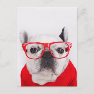 French Bulldog with Glasses and Shirt Postcard