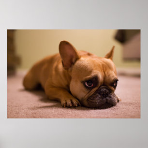 French Bulldog With Innocent Face Poster