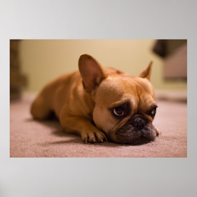 French Bulldog With Innocent Face Poster (Front)