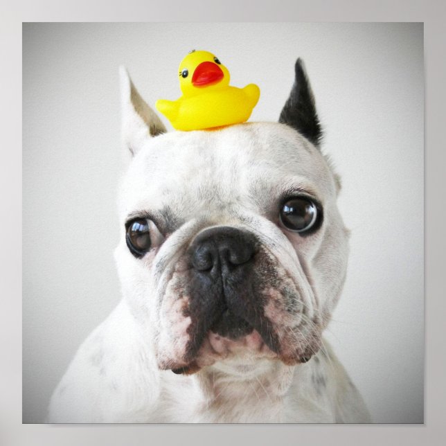 French Bulldog With Rubber Duck Poster (Front)