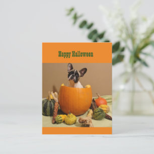 French Bulldogge Halloween holiday post Postcard