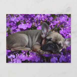 French Bulldogge postcard