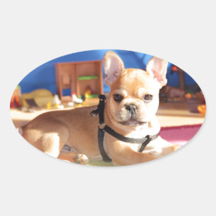 French Bulldogge sticker oval