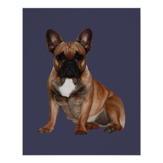 French Bulldoggen Poster (Front)