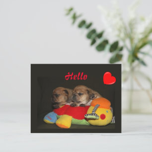French Bulldoggen puppies postcard