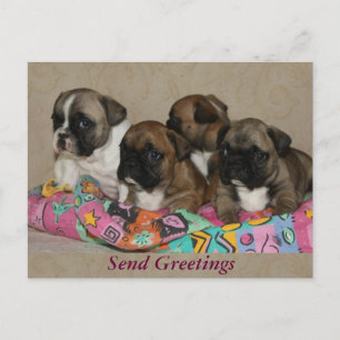 French Bulldoggen puppies postcard