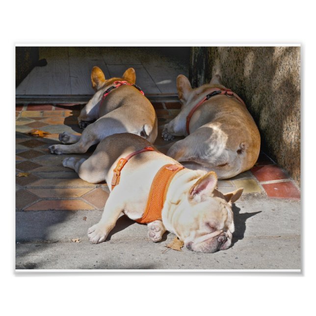 French Bulldogs Sleeping Photo Print (Front)