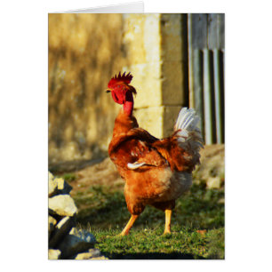 French cockerel
