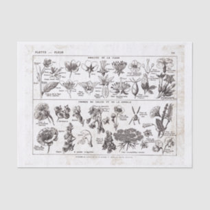 French Dictionary Plate Print-No.22138-Flowers/Fle Tissue Paper