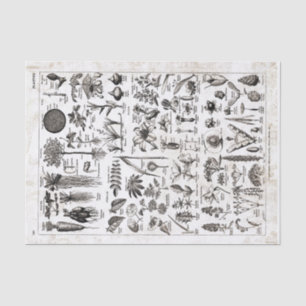 French Dictionary Plate Print-No.22139-Plants/Plan Tissue Paper