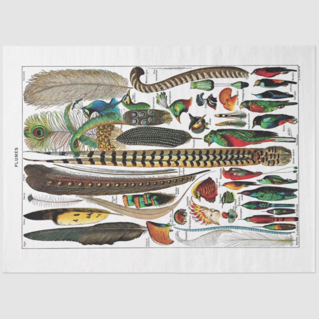 French Dictionary Plate Tissue Paper- Plumes Tissue Paper (Front)