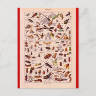 French Encyclopaedia 1920, Insects Postcard
