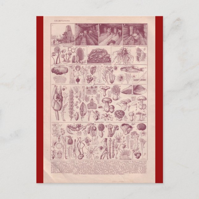 French Encyclopaedia 1920, Mushrooms Postcard (Front)