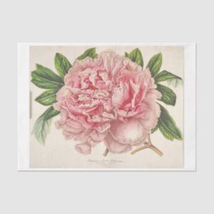 French Floral Ephemera Decoupage Pink Peony Tissue Paper