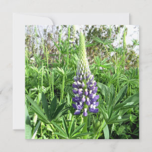 French Garden Lupine Card