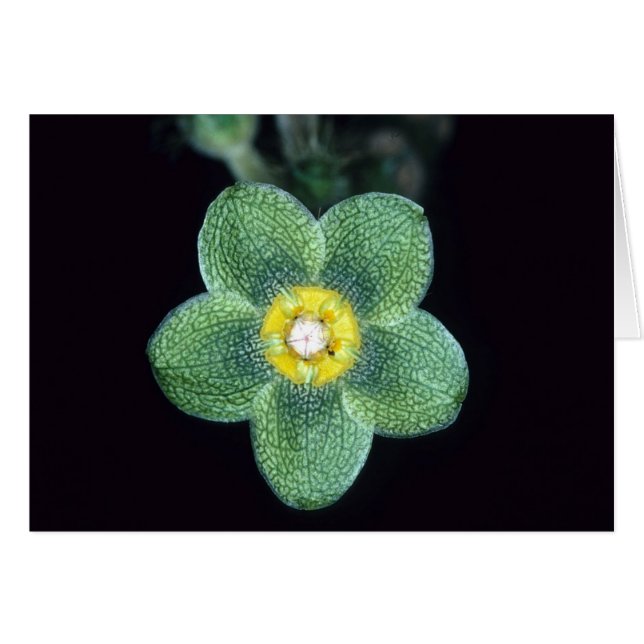 FRENCH GUIANA: Matelea gracieae (Front Horizontal)