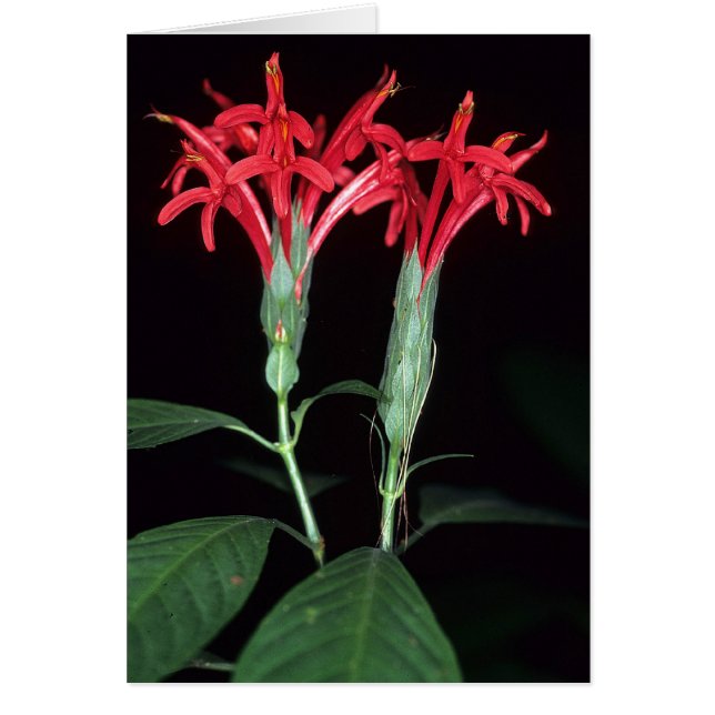 FRENCH GUIANA: Pachystachys coccinea (Front)