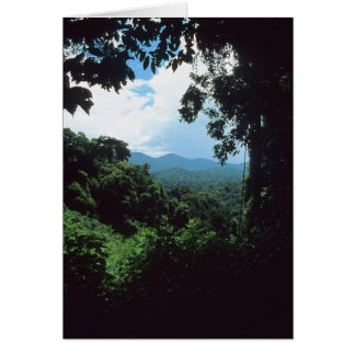 FRENCH GUIANA: Rain forest view