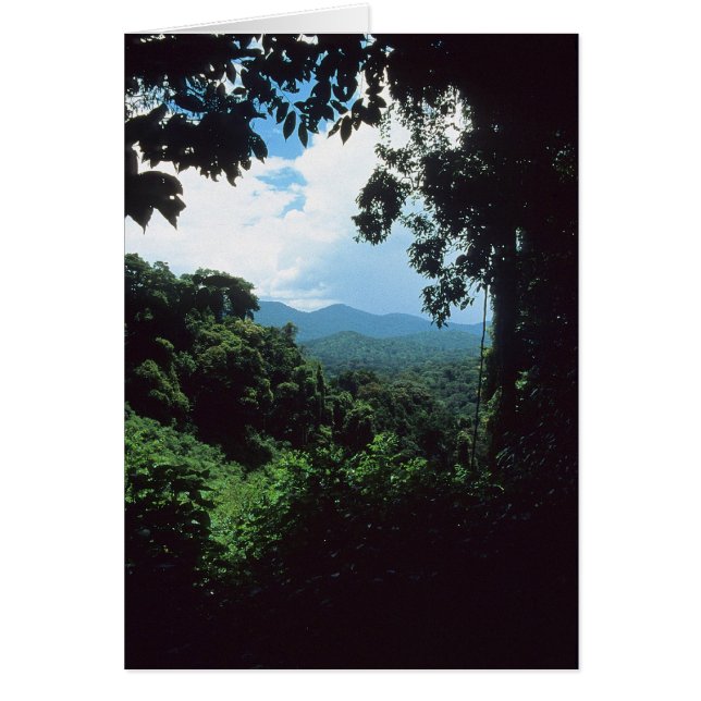 FRENCH GUIANA: Rain forest view (Front)