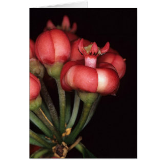 FRENCH GUIANA: Symphonia globulifera