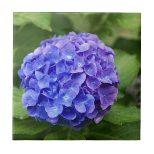French hydrangea (Hydrangea macrophylla) Ceramic Tile