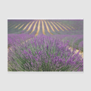 French lavender field tissue paper