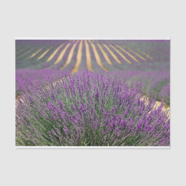 French lavender field tissue paper (Front)