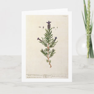 French Lavender, plate 241 from 'A Curious Herbal' Card