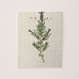 French Lavender, plate 241 from 'A Curious Herbal' Jigsaw Puzzle