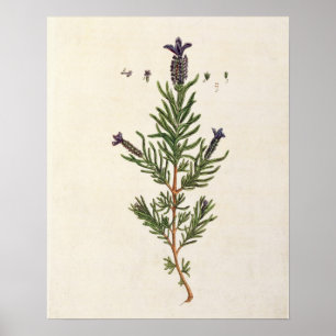 French Lavender, plate 241 from 'A Curious Herbal' Poster