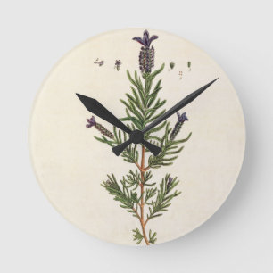 French Lavender, plate 241 from 'A Curious Herbal' Round Clock