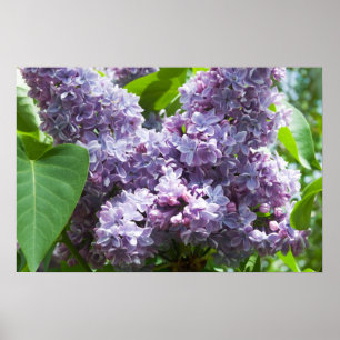 French Lilacs Poster