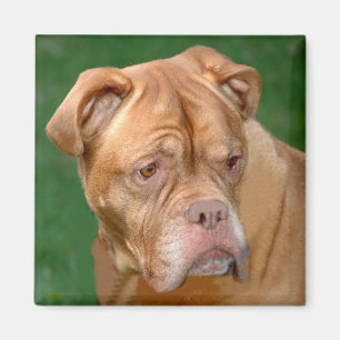 French Mastiff Magnet