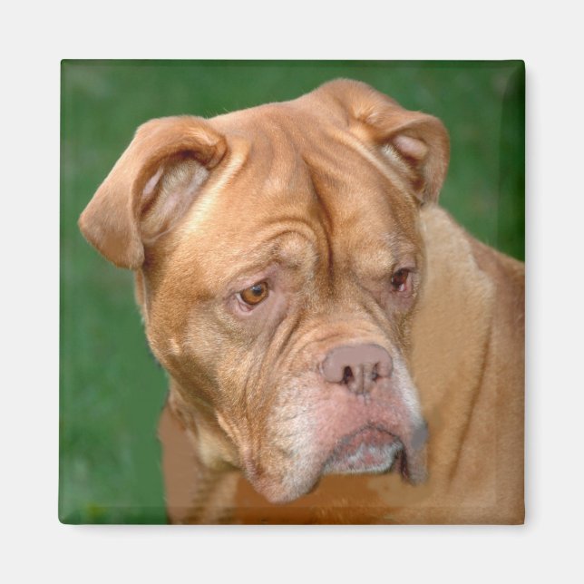 French Mastiff Magnet (Front)