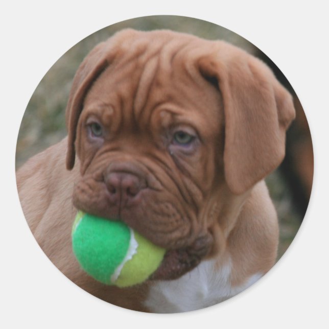 French Mastiff Puppy Classic Round Sticker (Front)