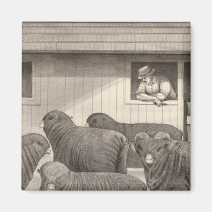 French merino sheep magnet