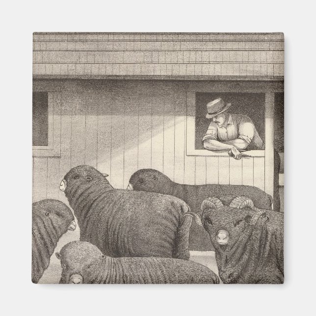 French merino sheep magnet (Front)