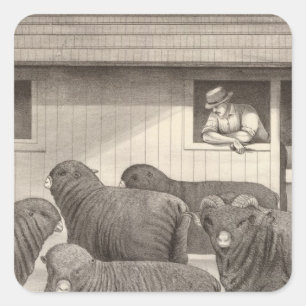 French merino sheep square sticker