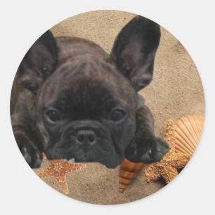 French one. Bulldogge sticker