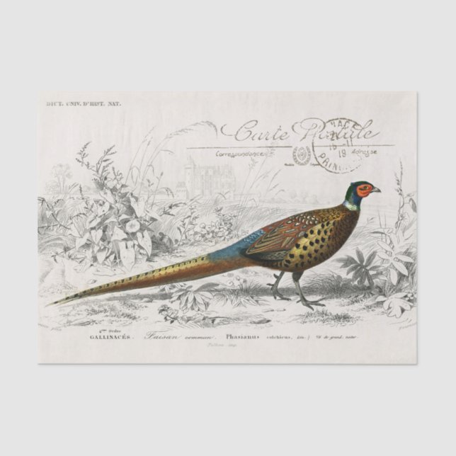 French Pheasant Bird Carte Postale Decoupage Vint Tissue Paper (Front)