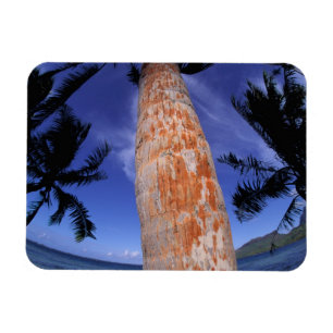 French Polynesia, Bora Bora, Palm trees Magnet