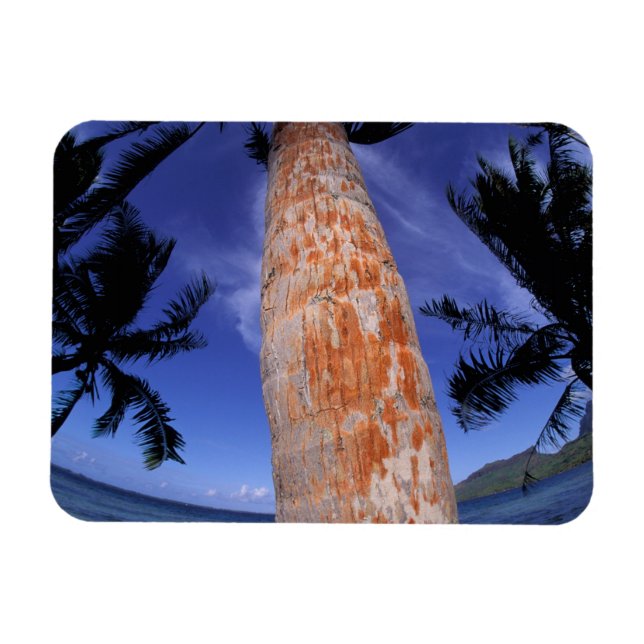 French Polynesia, Bora Bora, Palm trees Magnet (Horizontal)