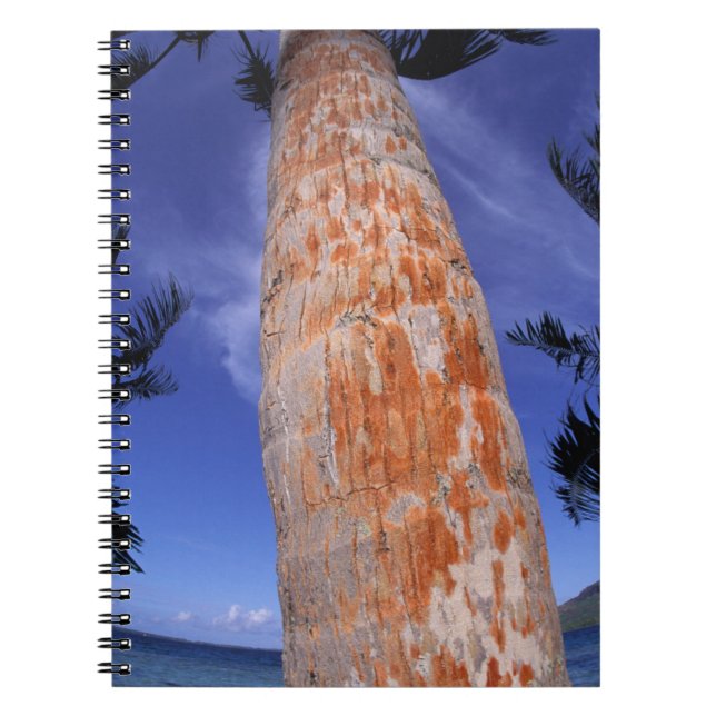 French Polynesia, Bora Bora, Palm trees Notebook (Front)