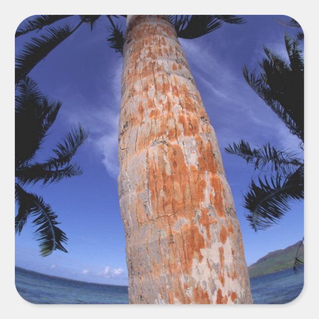 French Polynesia, Bora Bora, Palm trees Square Sticker (Front)